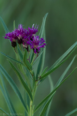 Vernonia marginata