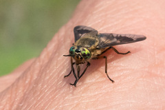 Chrysops
