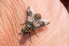 Chrysops