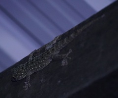 Gekko monarchus