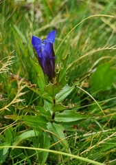 Gentiana septemfida