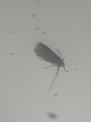 Cameraria caryaefoliella