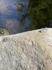 Pseudacris cadaverina