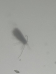 Cameraria caryaefoliella