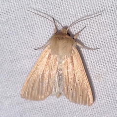 Mythimna