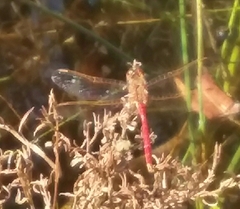 Sympetrum costiferum