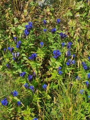 Gentiana septemfida