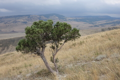 Juniperus polycarpos