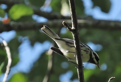 Setophaga nigrescens