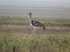 Ardeotis kori struthiunculus