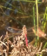 Sympetrum costiferum