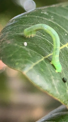 Geometridae