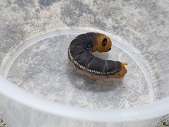 Daphnis nerii