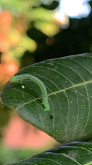 Geometridae