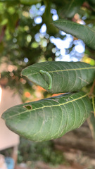 Geometridae