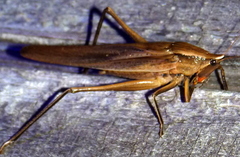 Neoconocephalus triops