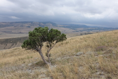 Juniperus polycarpos