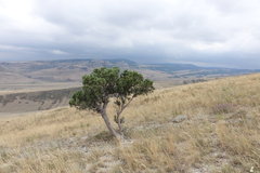 Juniperus polycarpos
