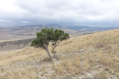 Juniperus polycarpos