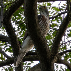 Accipiter trivirgatus
