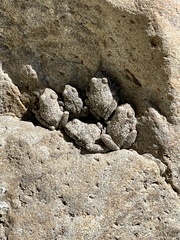 Pseudacris cadaverina