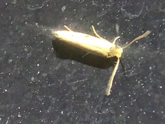 Tineinae