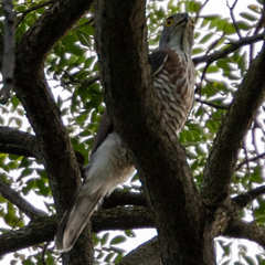 Accipiter trivirgatus