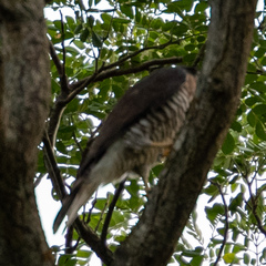 Accipiter trivirgatus