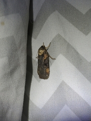 Pseudohermonassa bicarnea