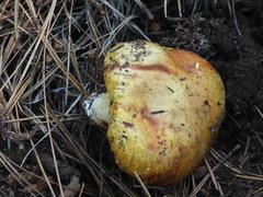 Suillus pseudobrevipes