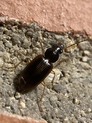 Stenolophus