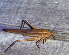 Neoconocephalus triops