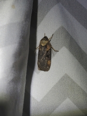 Pseudohermonassa bicarnea