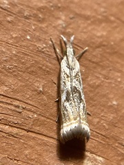 Microcrambus