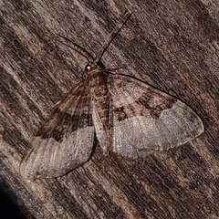 Xanthorhoe lacustrata