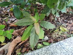 Ficus virens