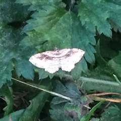 Costaconvexa centrostrigaria