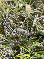 Xanthosia