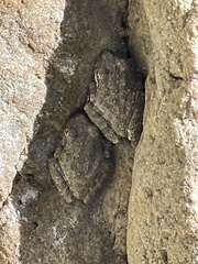 Pseudacris cadaverina