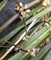 Lomandra multiflora