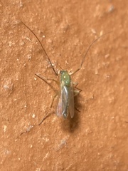 Arthropoda