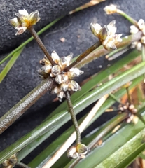Lomandra multiflora