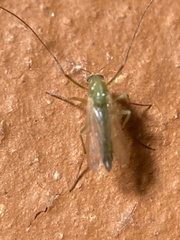 Arthropoda