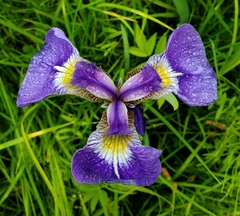 Iris setosa