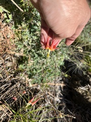 Aquilegia eximia