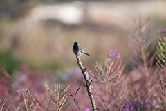 Junco