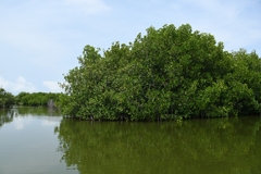 Rhizophora mangle