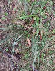 Lomandra multiflora