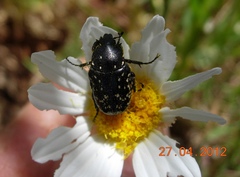 Oxythyrea