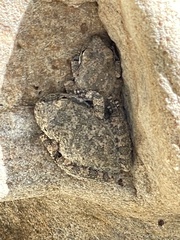 Pseudacris cadaverina